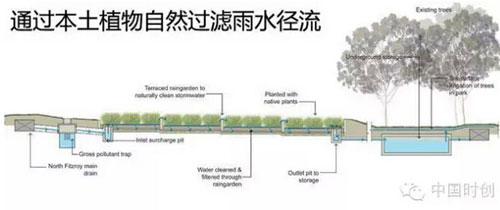 植物自然過濾雨水徑流
